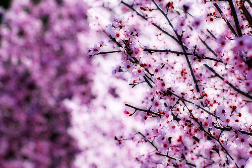 spring spring