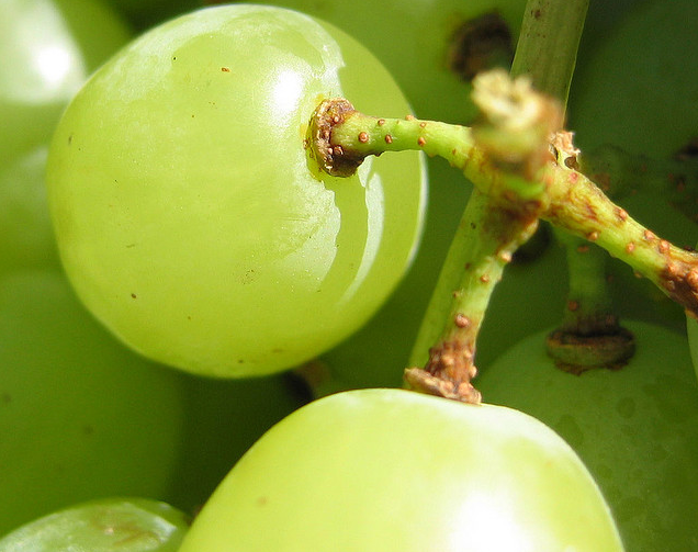 Grapes