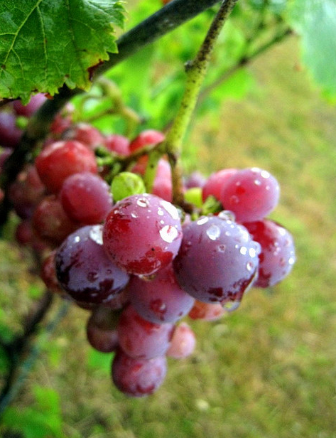 cadenas de whatsapp que asustan doce uvas verba volant cadenas de whatsapp que asustan doce uvas verba volant