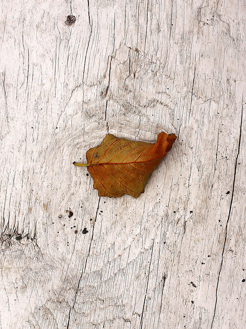 hoja árbol