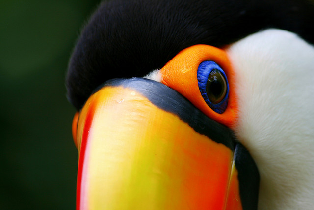 Tucan Eye