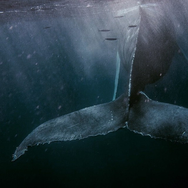 Leviathan #whale